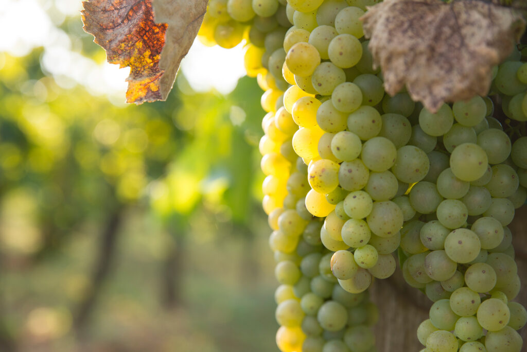 La agricultura del vino apuesta por la alta precisión incorporando drones